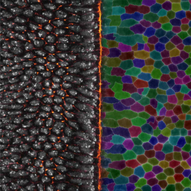 Developing tissue undergoes extensive remodeling as the organism transforms from a simple collection of cells into a complex system of life.

This #KIimages winner shows tissue “origami” at work in a fruit fly embryo.

Image creator @MACollins_ explains: youtu.be/b4AKspwzg14