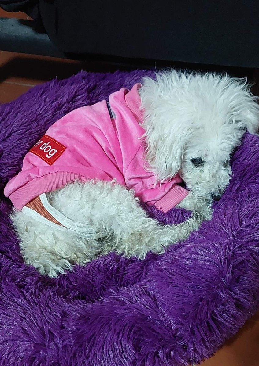 Chilena9772's tweet photo. Algún corazón generoso que pueda donar unos pesitos para la cirugía de esta perrita encontrada abandonada, ciega y con tumores.
Faltan como $300 mil pesos #Chile
RT @Edeevelyn_ @lopezluis64 @vrojaso77 @OteroJimena @EduardoEduvet @VivianLiddle @demarylouise @iklare @DENISSAT https://t.co/0H6nHglBGu