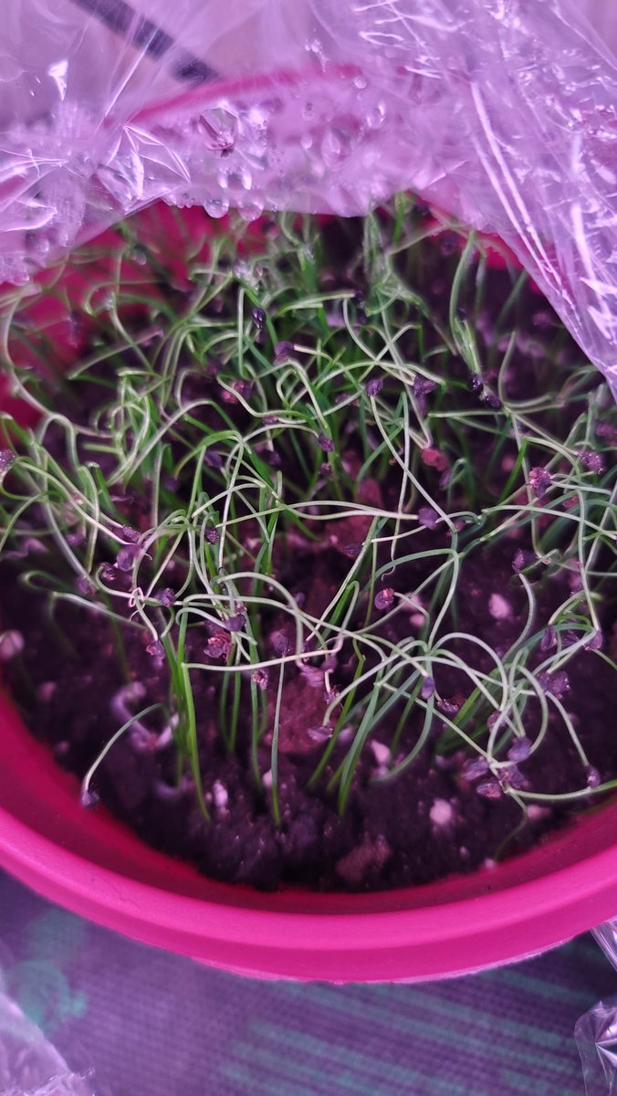 PrattFamilyHome's tweet photo. The onions have come up nicely! All 4 variety are bountiful and thriving! Now we just need to figure out where we want to plant them this year. 🤣
#homesteadproblems #onions #garden2023 #garden #seeds #seedlings https://t.co/fhNbuxosrt