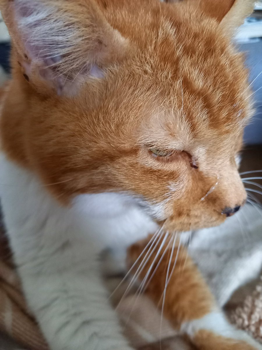 Mon pôtibébé m'a regardé et a dit "Beurk!!". Pas compris...😿
(Mon humaine dit que j'aurais dû mettre la patte devant la bouche 😸).