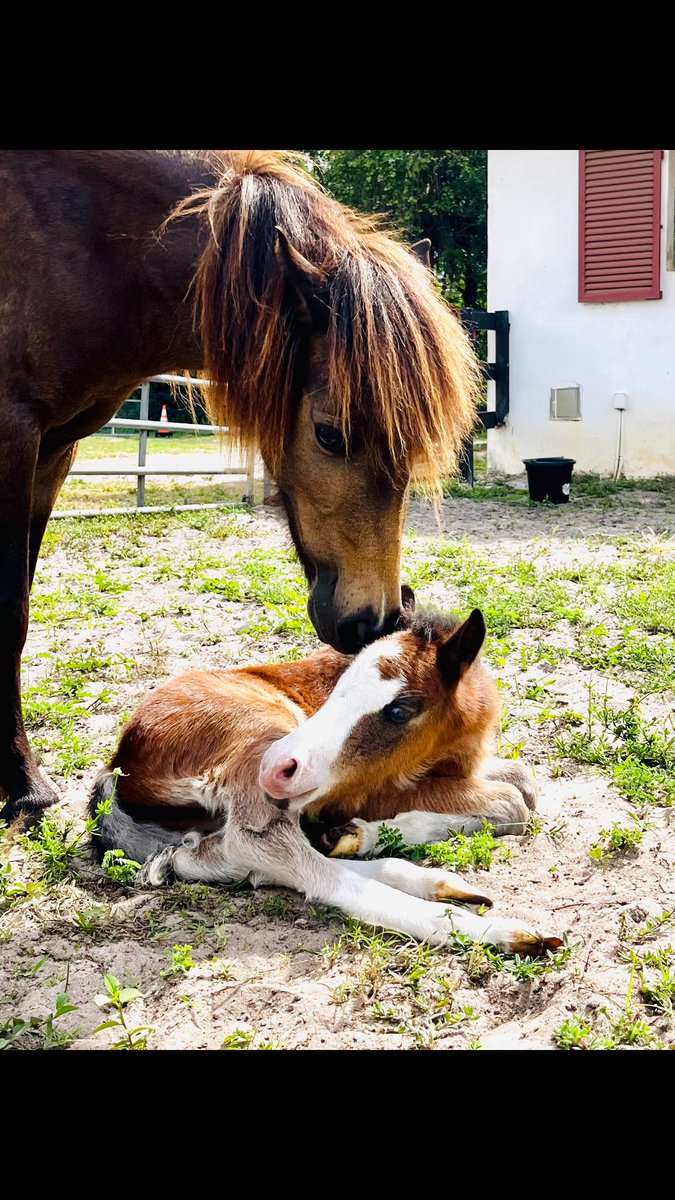 What are you doing this weekend? Why not come to <a href="/TradewindsPark/">Tradewinds Park</a> to check in on Mama Willow and her baby Cruise. He's getting to be a big boy! (Well, big for a miniature horse/pony.) While you're there, enjoy a farm tour or a pony ride on one of Willow's friends.