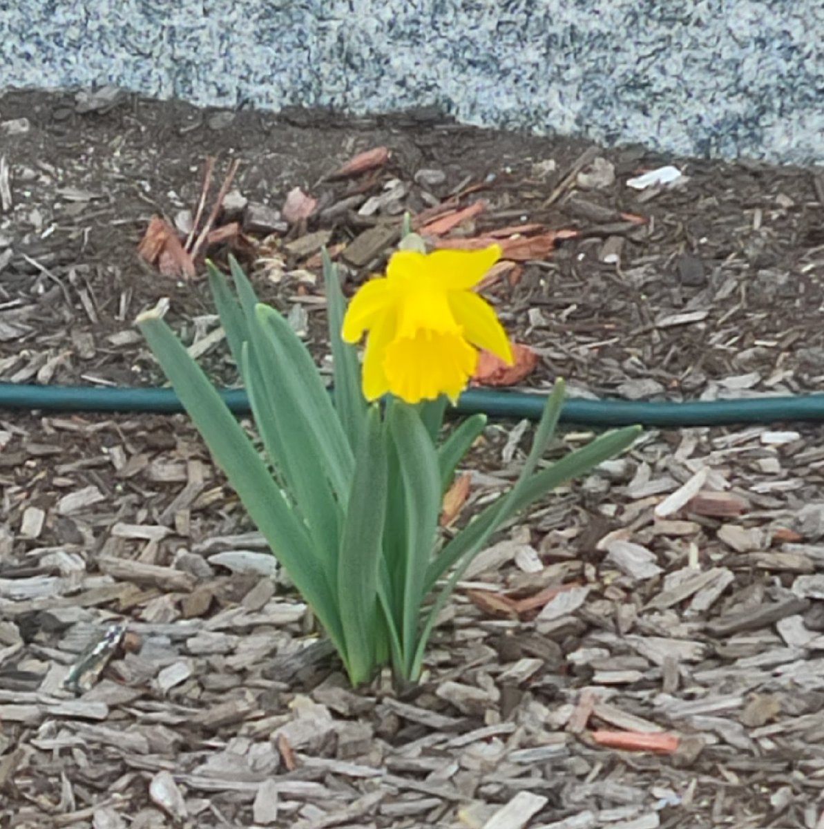ProctorMansion's tweet photo. First blossom of the season at Proctor Mansion Inn!  Looks a little sad, but friends will be joining soon.🌷🌸🌼 ##wrenthamma #flowers #gardening #beautycaptured https://t.co/85u6lCUu7x