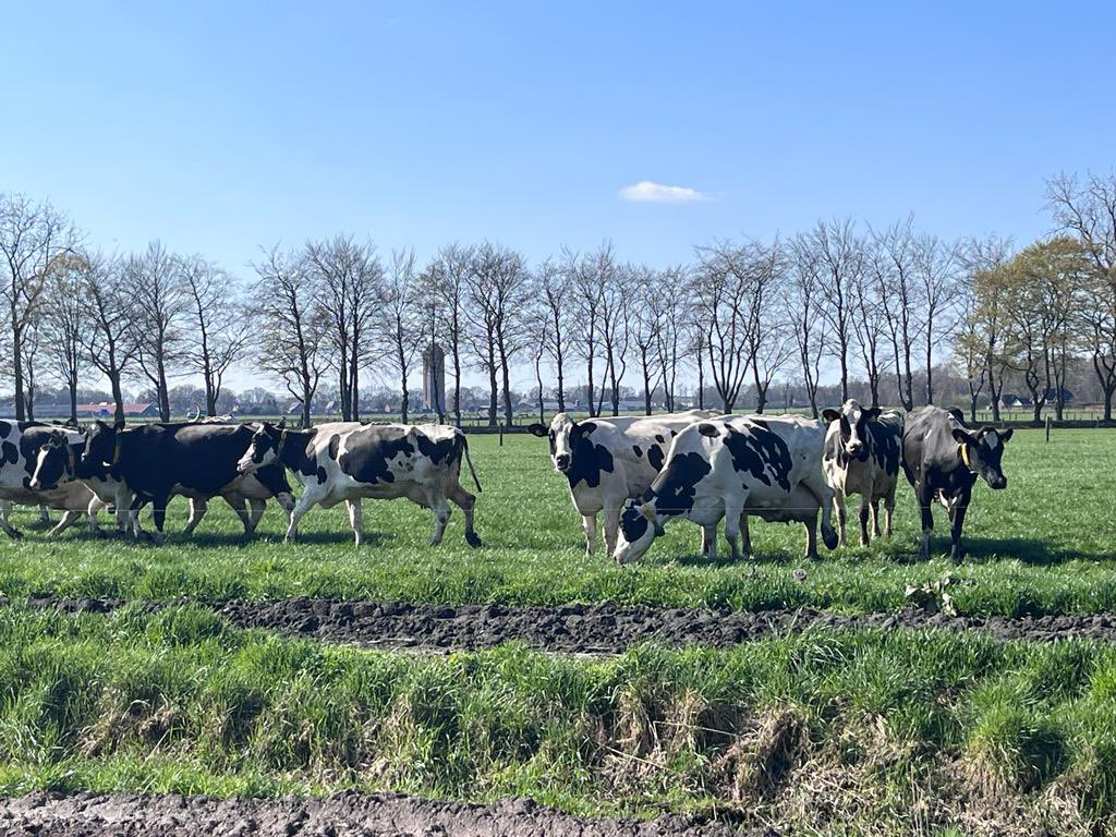 bhietberg's tweet photo. Via studiegroep #Gripopgras vandaag verbinding gelegd tussen bejaardengroep die bij deelnemende boer een geweldige dag beleefden. Ze waren welkom bij de #koeiendans 🤗

#trotsopdeboer #melknatuurlijk #stichtingweidegang #koeien #DOCkaas https://t.co/xegDoOofVK