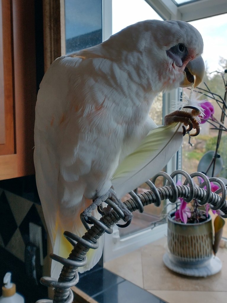 KarlToo's tweet photo. Today I ponder my Hatchday. I am 11 years young, feathered and friendly, ready for the next Hi Karl! https://t.co/00S1YTmPB5