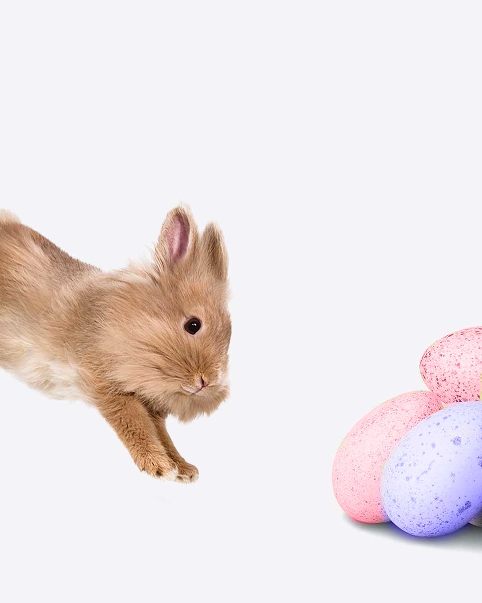 TELUS's tweet photo. Hopping into the Easter spirit! Wishing a happy Easter to everyone celebrating 🐇🌷 🥚 https://t.co/kVH0snd9x0