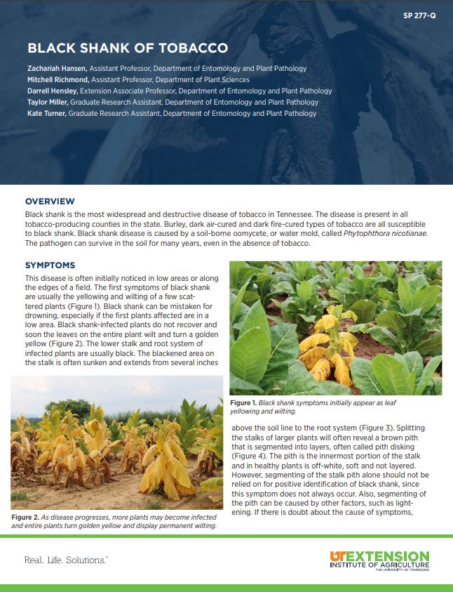 Zachariah Hansen (@plantdiseaseguy) on Twitter photo Check out this updated factsheet on tobacco black shank management (Phytophthora nicotianae) (link below) 👇👇👇
extension.tennessee.edu/publications/D…
Thanks <a href="/UTAgronomy/">Mitchell Richmond</a>, Darrell Hensley, <a href="/Millercrops/">Taylor Miller</a>, & <a href="/Akaplantpath/">Kate Turner</a> for helping bring this together. <a href="/utextension/">UT Extension</a> Check out this updated factsheet on tobacco black shank management (Phytophthora nicotianae) (link below) 👇👇👇
extension.tennessee.edu/publications/D…
Thanks <a href="/UTAgronomy/">Mitchell Richmond</a>, Darrell Hensley, <a href="/Millercrops/">Taylor Miller</a>, & <a href="/Akaplantpath/">Kate Turner</a> for helping bring this together. <a href="/utextension/">UT Extension</a>