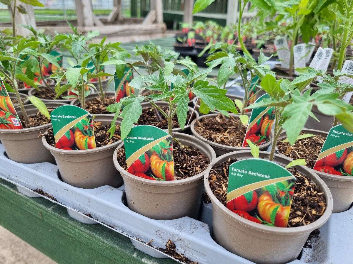 ChansonFlowers's tweet photo. We have had another delivery of vegetable &amp; fruit plants 🌷

Veg packs £2.50 🥕
Cucumber Plants £1.50🥒
Tomato Plants £1.00 🍅
Strawberry Plants £1.50 🍓
Chilli Plants £1.00 🌶

Multi purpose compost £6.50 per bag 

#tomato #Cucumber #strawberry #LincsConnect #growyourown https://t.co/xp95qAFwbA