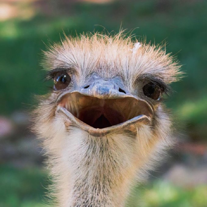 Eddie's pretty chuffed with his new headshot - what do you think? 😏  Cheers to IG/dkolsky for sharing<a href="/tag/seeaustralia"class="tags"><span>#seeaustralia</span></a><a href="/tag/comeandsaygday"class="tags"><span>#comeandsaygday</span></a>