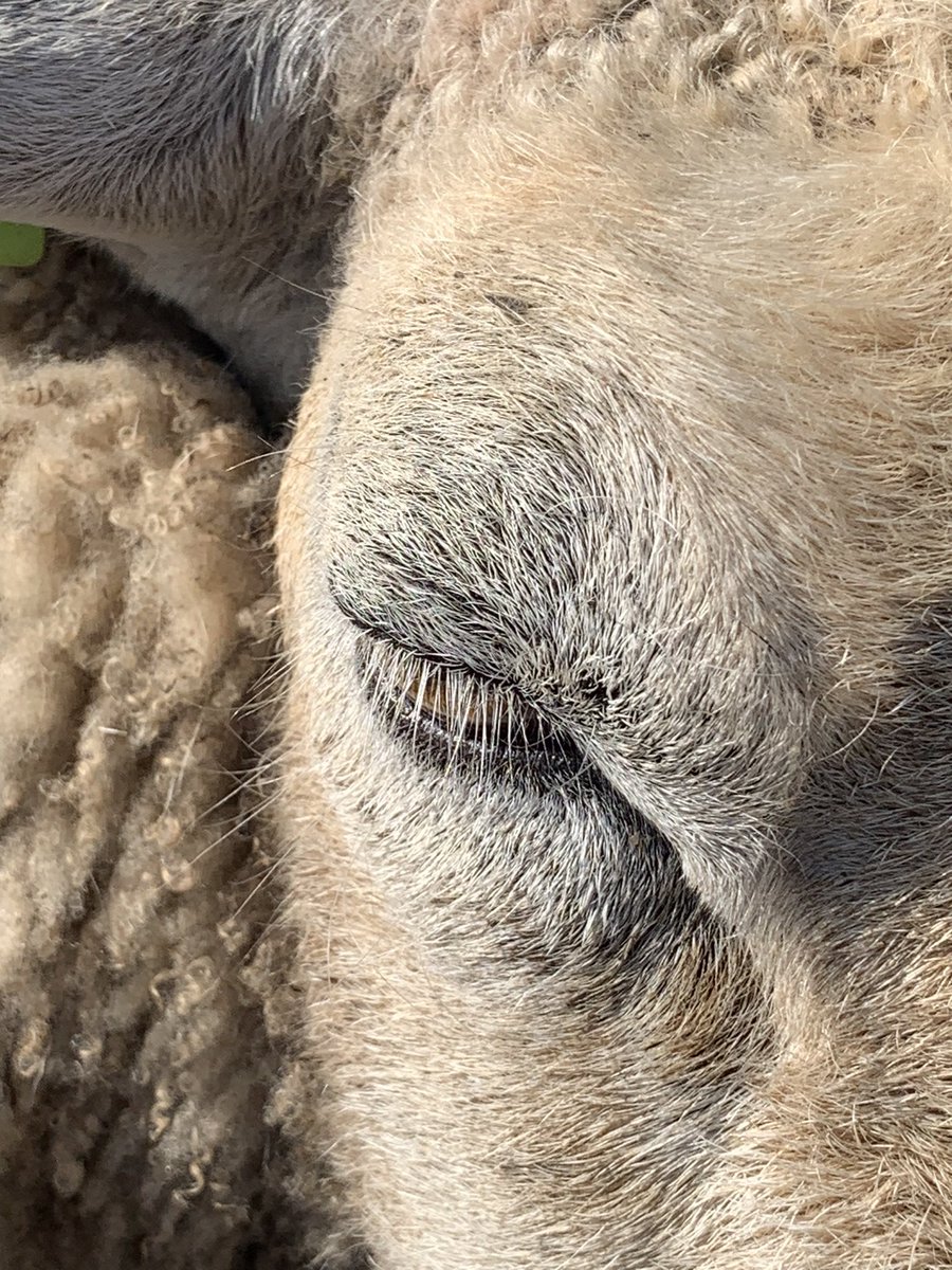 bijna worden ze geschoren 
bijna gaan ze lammeren