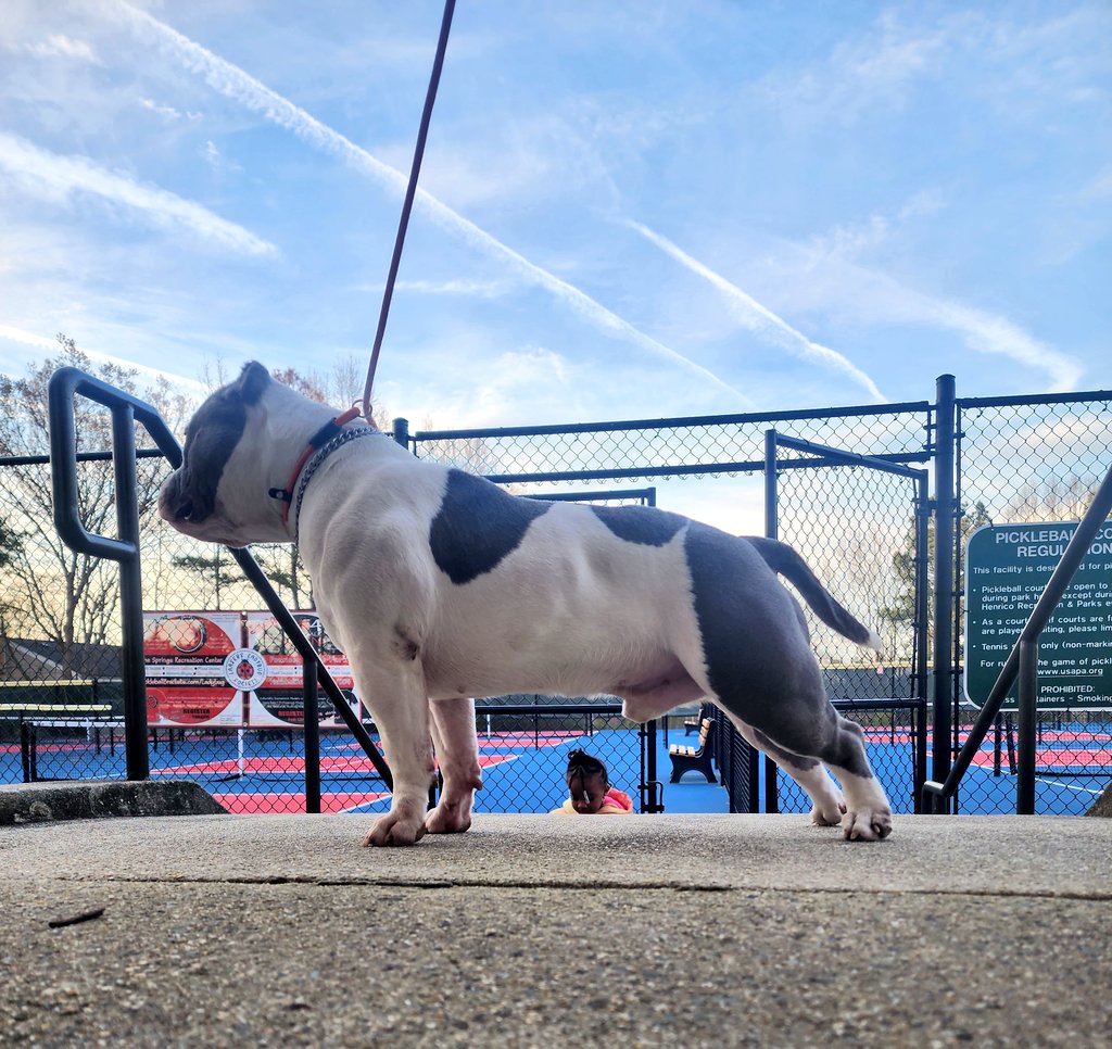 Cook2_TheGods's tweet photo. Just know A'Don Still Got It He Can't Stack Up With The Beat Of Them😏
#abkc #usbr #dogbreed #AmericanAirlines #Crypto #NFT #SHIBA #DMV #va #americanbully #bullybreed #nfsw #Trending #viral #ContentCreator https://t.co/QwpiPNOibr