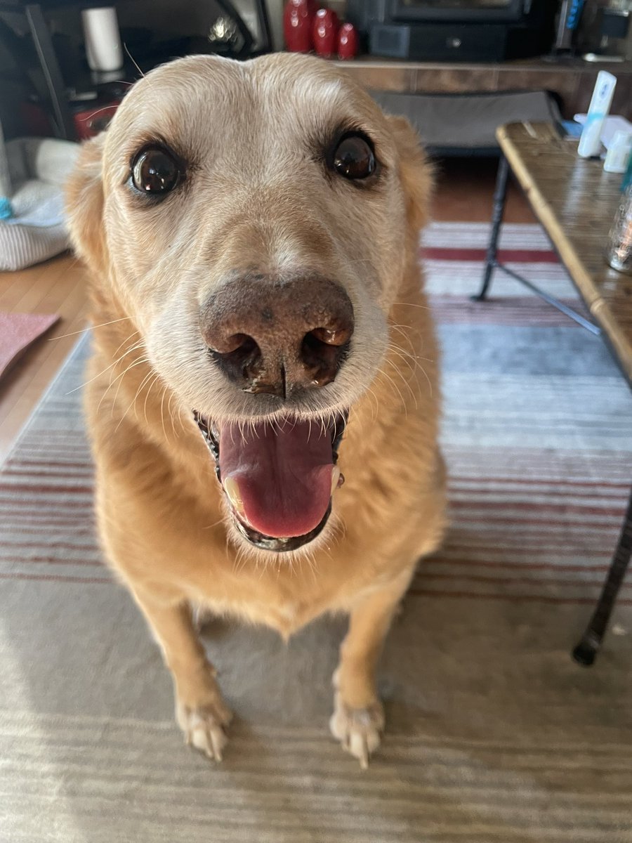 Barnyaard1's tweet photo. Chaos passed away today. He was a good boy and will be missed. https://t.co/Nmk1TYO1iE