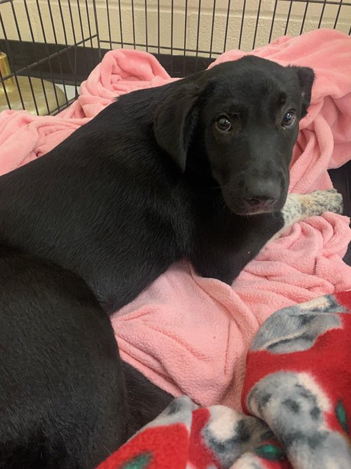 psychicwhisper3's tweet photo. 🏥💔CHICO😢He Cries In Pain😩
He Needs URGENT #MedResQ🙏
🍬4 Month Old Lab Puppy Plz Help
The Demons😈At #CorpusChristiTX
Want To Kill Him On💥4/8 At NOON
Pls #TwitterFamily #Pledge4MedCare
To Get Him Out ASAP #A353896
🚘Incident💔
📧ccacsrescues@cctexas.com
☎️361-826-4630 https://t.co/rNWmiJ04jH