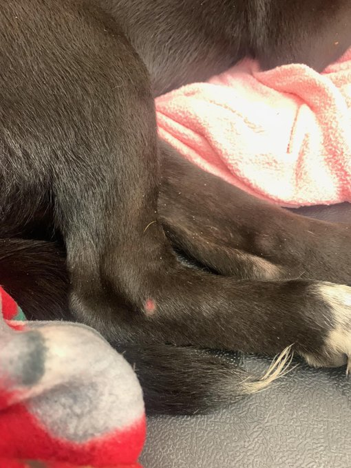 psychicwhisper3's tweet photo. 🏥💔CHICO😢He Cries In Pain😩
He Needs URGENT #MedResQ🙏
🍬4 Month Old Lab Puppy Plz Help
The Demons😈At #CorpusChristiTX
Want To Kill Him On💥4/8 At NOON
Pls #TwitterFamily #Pledge4MedCare
To Get Him Out ASAP #A353896
🚘Incident💔
📧ccacsrescues@cctexas.com
☎️361-826-4630 https://t.co/rNWmiJ04jH