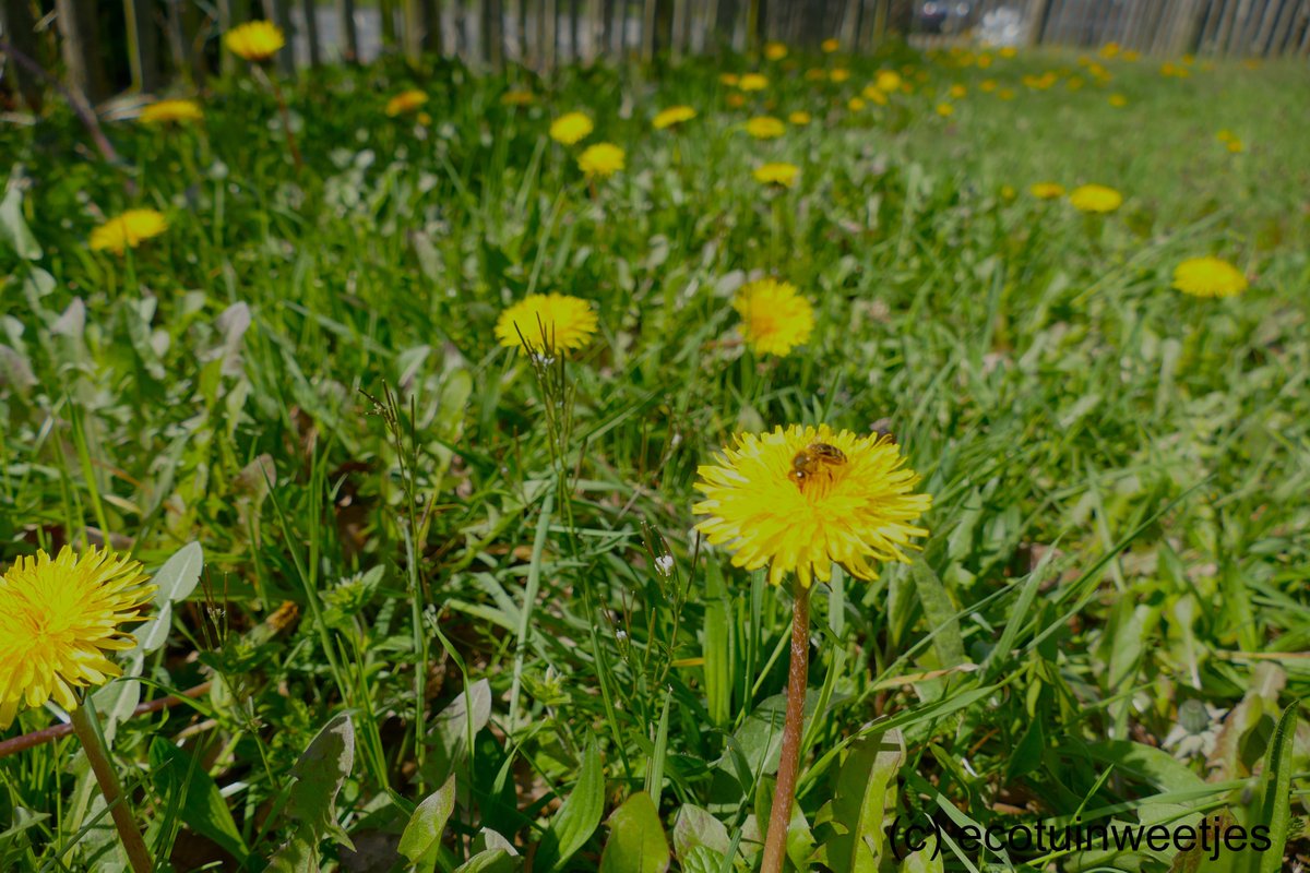 Ecotuintweetjes's tweet photo. Bloeien de #paardenbloemen? Komen de #bijen zoemen!

#ecotuin https://t.co/qr3ZfiG8Im