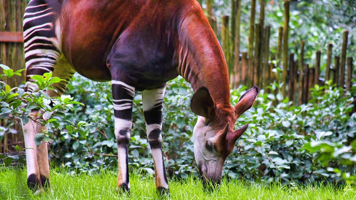 edinah21N's tweet photo. Are you an animal lover βΊοΈππ????
Let's look at #okapi it's a unique animal which is known as #ForestGiraffe, #ZebraGiraffe π¦π¦....... Found in #DRC
Its blended with giraffe and Zebra features.
πΈ Courtesy
#exploreAfrica https://t.co/XoHX0Ta4Me