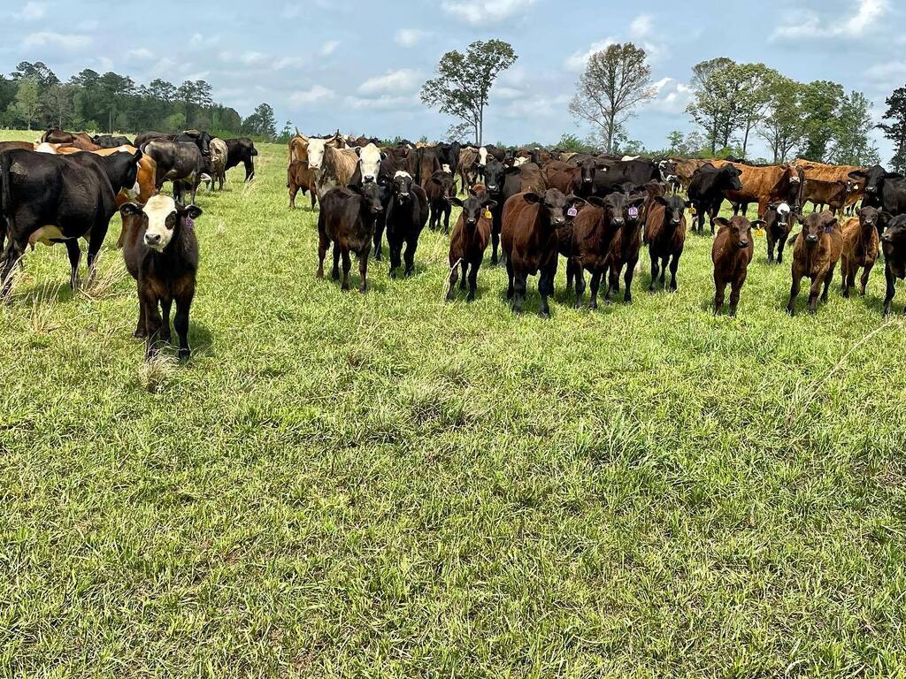I usually don’t get the wintertime blues, but I sure did this last winter. As with each season, time eventually brings the next season. I am LOVING our #springtime weather, and the #cattle are too!  We’re enjoying warm temperatures and grass is growing!
… instagr.am/p/CqqnaqvOXIL/