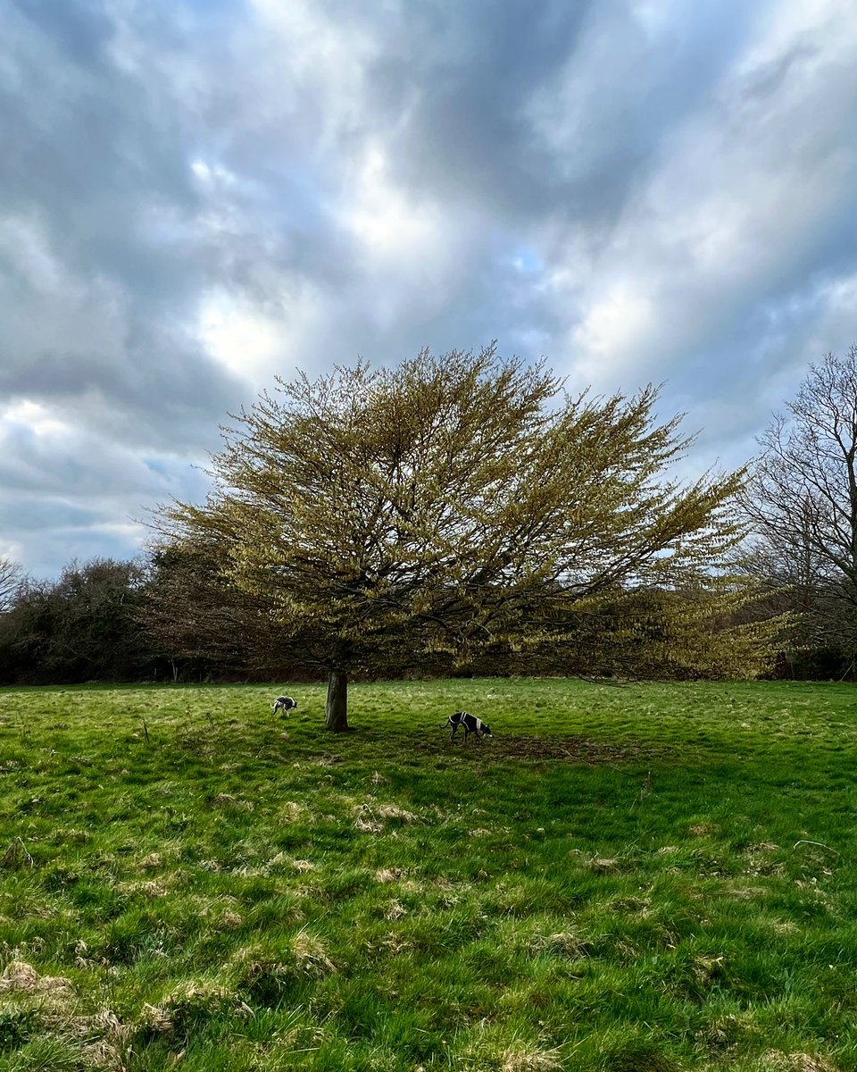 BeautifulHighw1's tweet photo. Unedited photo! Wonderful lighting and cloud formation around this sea pruned tree. 
#Bexhill #nature #NaturePhotograhpy https://t.co/s3n0OhzOr9