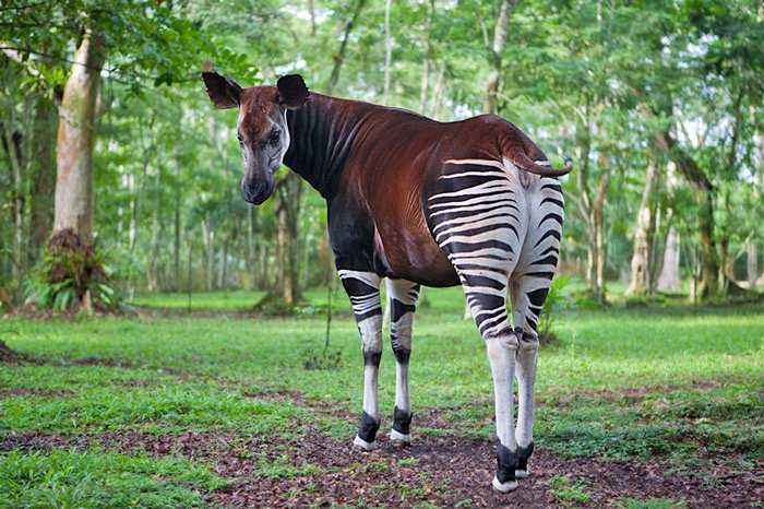 edinah21N's tweet photo. Are you an animal lover βΊοΈππ????
Let's look at #okapi it's a unique animal which is known as #ForestGiraffe, #ZebraGiraffe π¦π¦....... Found in #DRC
Its blended with giraffe and Zebra features.
πΈ Courtesy
#exploreAfrica https://t.co/XoHX0Ta4Me