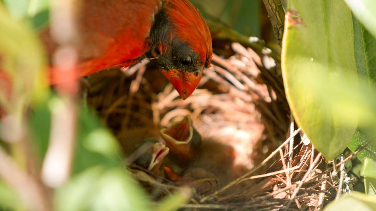 Do Male Cardinals Build Nests? Male cardinals don't build the nests alone!!!

You can read our full article: anycardinals.com/do-male-cardin…

 #malecardinals #buildnest #nest #birdnest #cardinals #anycardinals