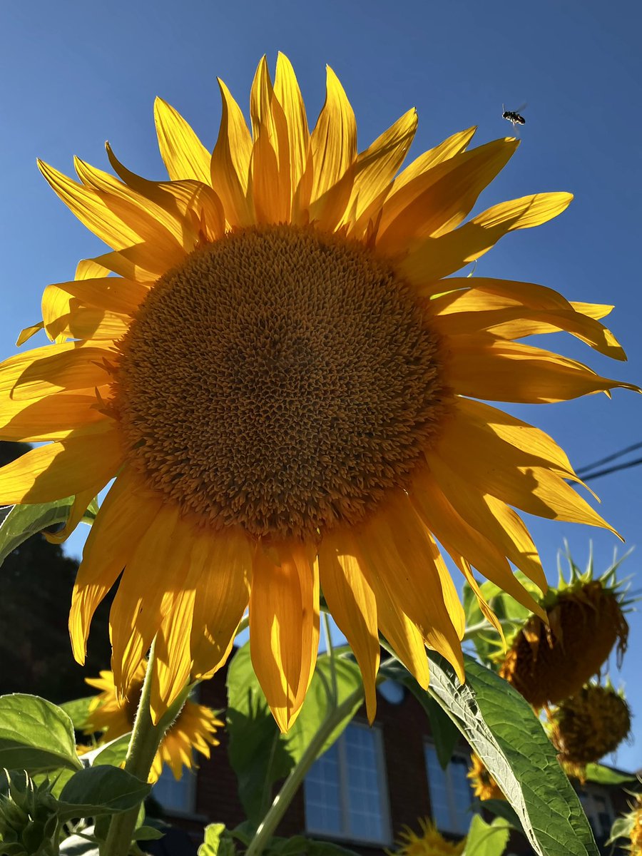IAMANITABAKER's tweet photo. When they throw dirt, to dim your Light... 
Use, it...
To Grow, A SUNflower🤣 https://t.co/dIZIMfW0Ki
