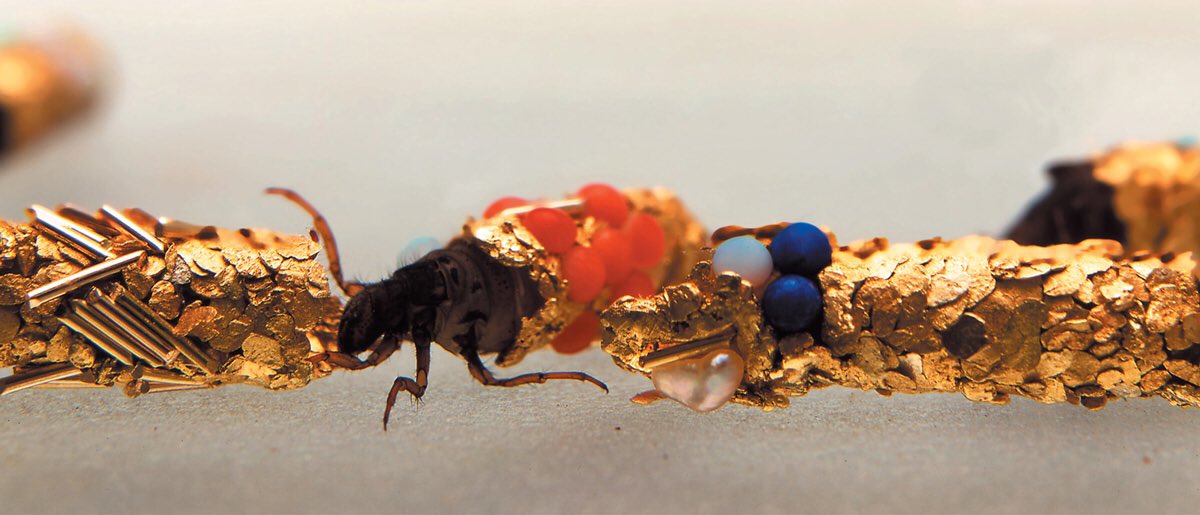 Some years ago I came across the art of Hubert Duprat, a French artist that, in the 1980’s experimented with #EntoArt !

He raised #caddisfly larvae in aquariums full of gold, turquoise, opal, etc.,which the caddisfly used to build their cases. 

Thread time!

1/6