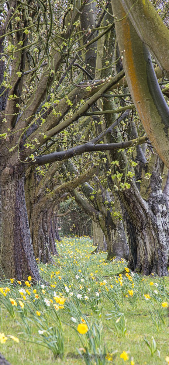 #bbcwildlifepotd
#bbccountryfilemagpotd
#POTW
#500pxrtg
#EarthandClouds
#EarthandClouds2
#OutdoorPhotoMag
#metoffice
#BBCCountryfile
#BBCWthrWatchers
#NatGeoPhotos
#OPOTY
#EnjoyNature
#NaturePhotography
#TwitterNatureCommunity
#nature
#NaturePhotography
Tree tunnel