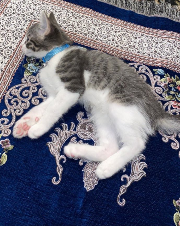 ABroNextDoor's tweet photo. Let’s start the most wholesome thread 🧵 

Share a picture of your (Meowslim) cat on the prayer mat 😅 https://t.co/oV0H0QQSWo