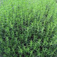 🟢 KEKİK NEDİR? DUNYA BUNU NEDEN GİZLİYOR ‼️ Kekiğe ilgi duyan bir halk hekimi kekiği araştırmaya başlar. Kekikle ilgili çalışmalar yaparken kekiğin öldürmediği 1 tek mikrop bakteri virüs olmadığını farkeder. 🔽 Devamı 🔽