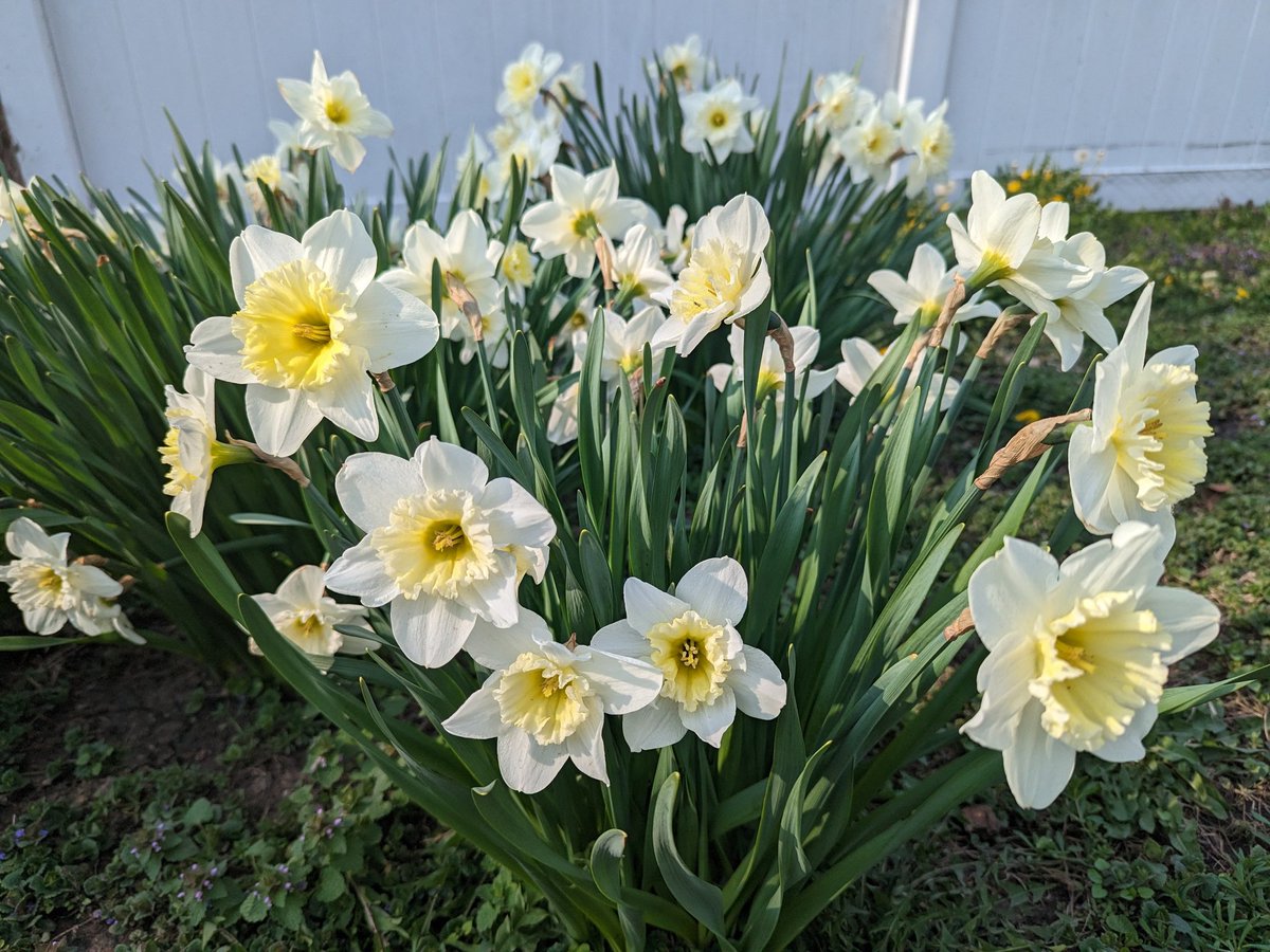MichaelKaloudis's tweet photo. What a beautiful Spring Day, sunny and 72°. I love seeing all the #daffodils in full bloom https://t.co/mbvVabo6qk