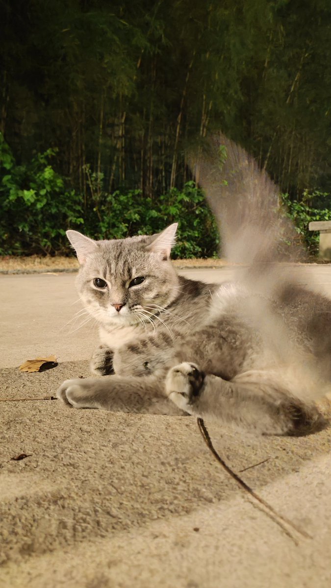 polawalks's tweet photo. I don't have a big following here but.. Kaninong cat to? Saw her sa Greenway park in BGC. I knew he wasn't a stray kasi well groomed si accla.
#LostCats #BGC #CATsofBGC #retweet https://t.co/KJXnzm27Dd