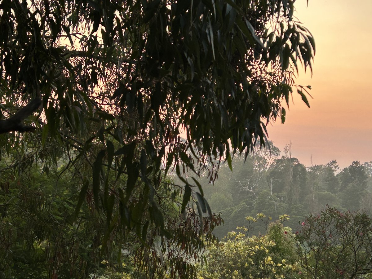 Goodmorning Gipps Land! Wake up and smell the forest burning