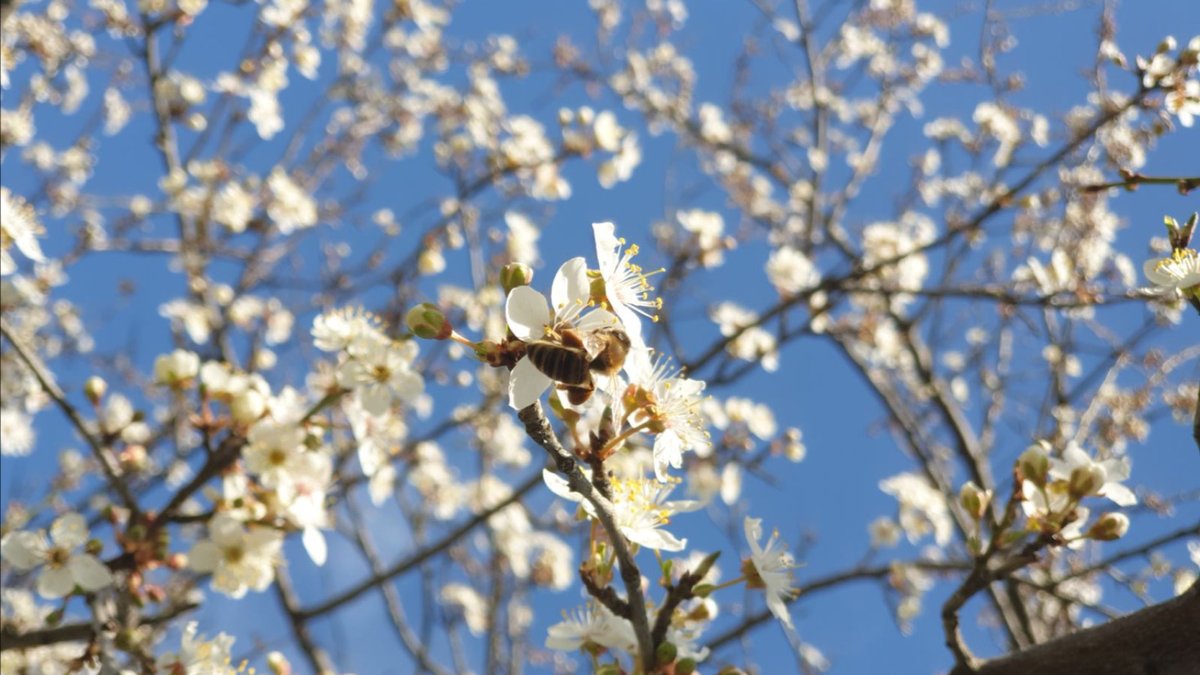 DNisavic's tweet image. APEL PČELARA „Počinje period cvetanja voća ali i povećanog rizika od trovanja pčela, pesticidi koji su otrovnih za pčele ne smeju se primenjivati ni uveče ni rano ujutru“ 

#pčele #portalplodnazemlja

plodnazemlja.com/2023/03/30/ape…