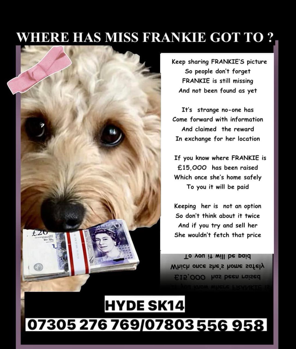 Please RT as much as possible for <a href="/FindingFrankie_/">FindingFrankie</a>  <a href="/reallorraine/">Lorraine</a>  they are DESPERATE for the safe return do their girl - it’s been months - 🐾🐾❤️