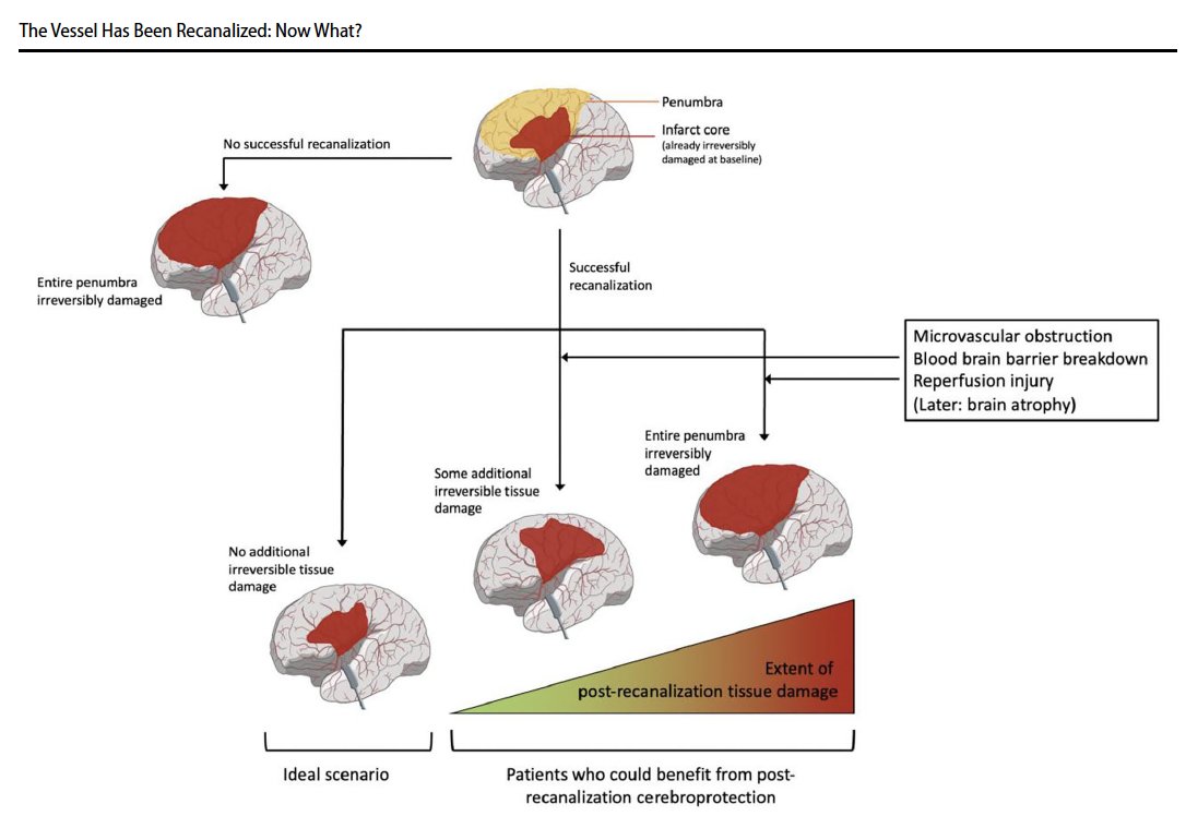 Johanna Ospel, MD PhD tweet media