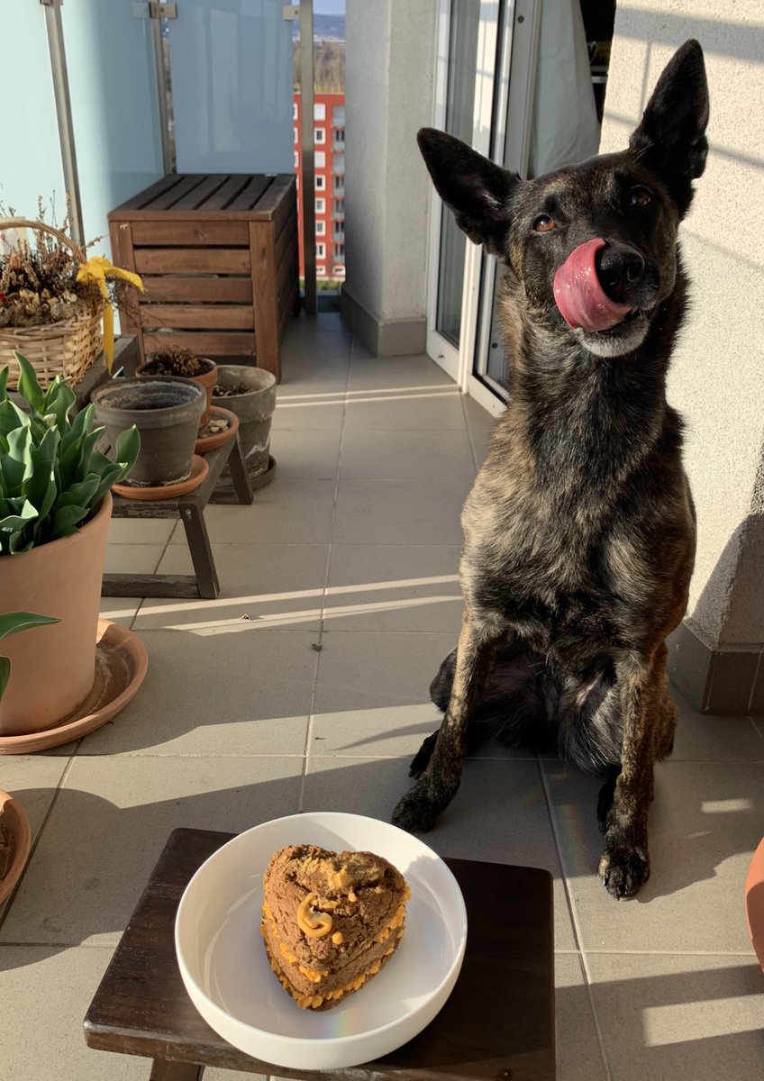 6🎂 #HAPPYBIRTHDAY #DutchShepherd #Angie