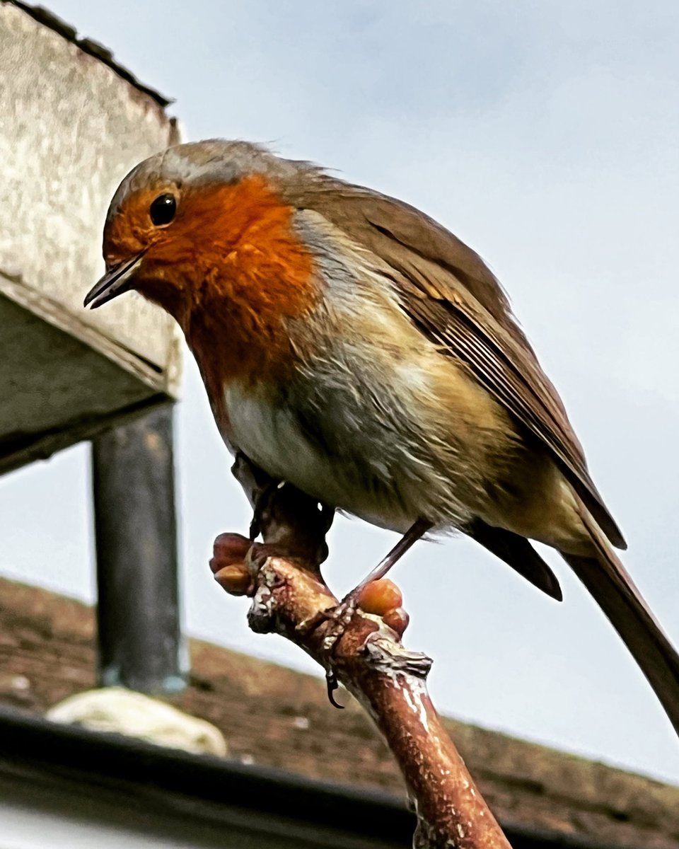 This little Robin followed me all day around the garden I was working on, waiting for grubs.
#rspb #gardening #gardenerlondon