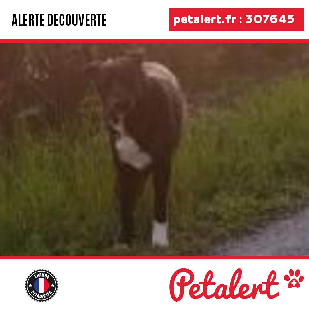 petalert_france's tweet photo. Trouvé #Chien #Aude #VilleneuveLesMontreal #Petalert #PetAlert11 / https://t.co/UXXKpXPYIR https://t.co/duYcChRMP6