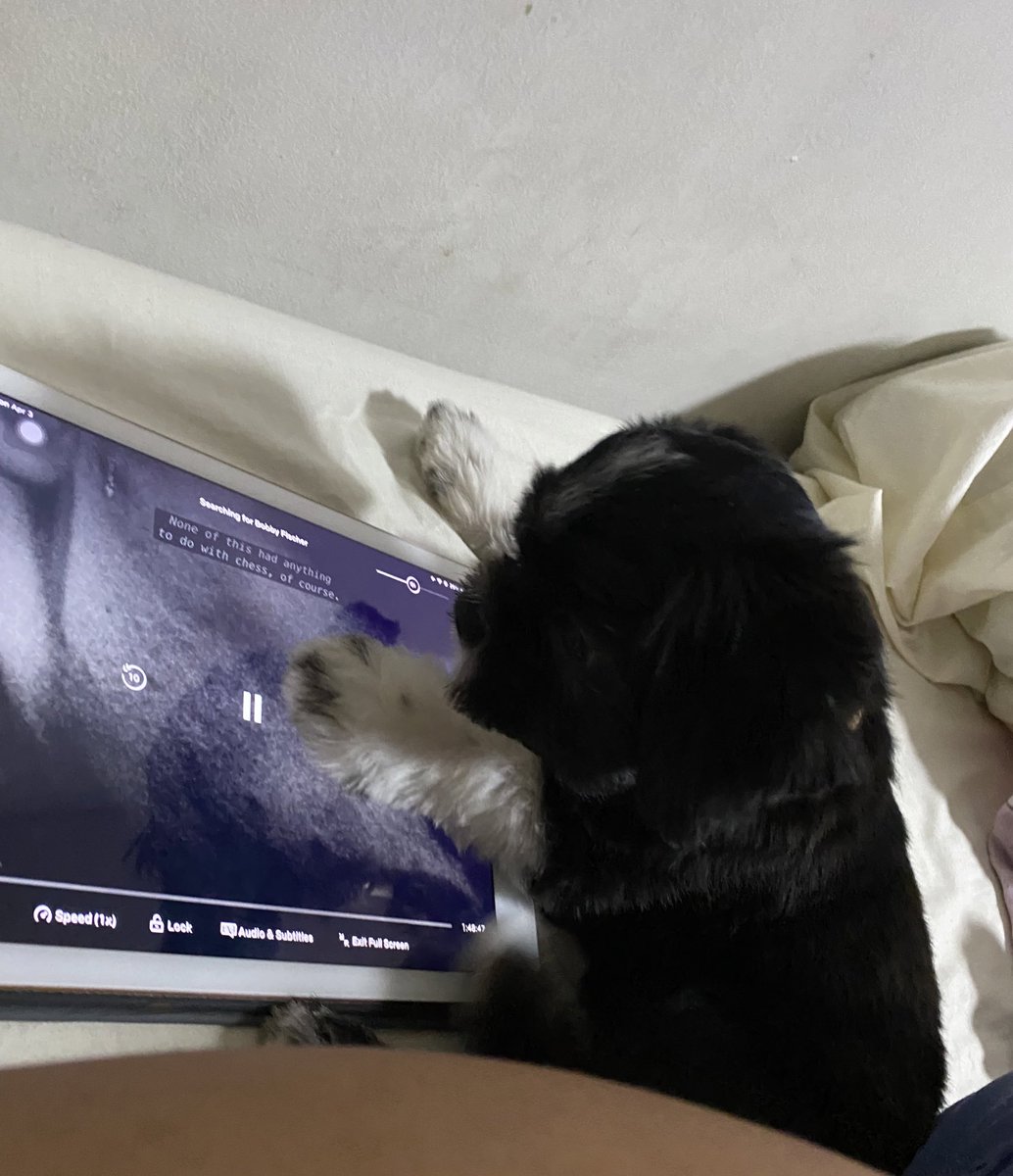 sroselada18's tweet image. My brother left their dog and I'm stepping in to dog-sit. My room's a mess now; I guess that's how it is with toddlers. Her poops are small and a bit brittle but I'm quite surprised that she pees A LOT. Also, I'm figuring out how much screen time she's allowed 🥲#momprobs