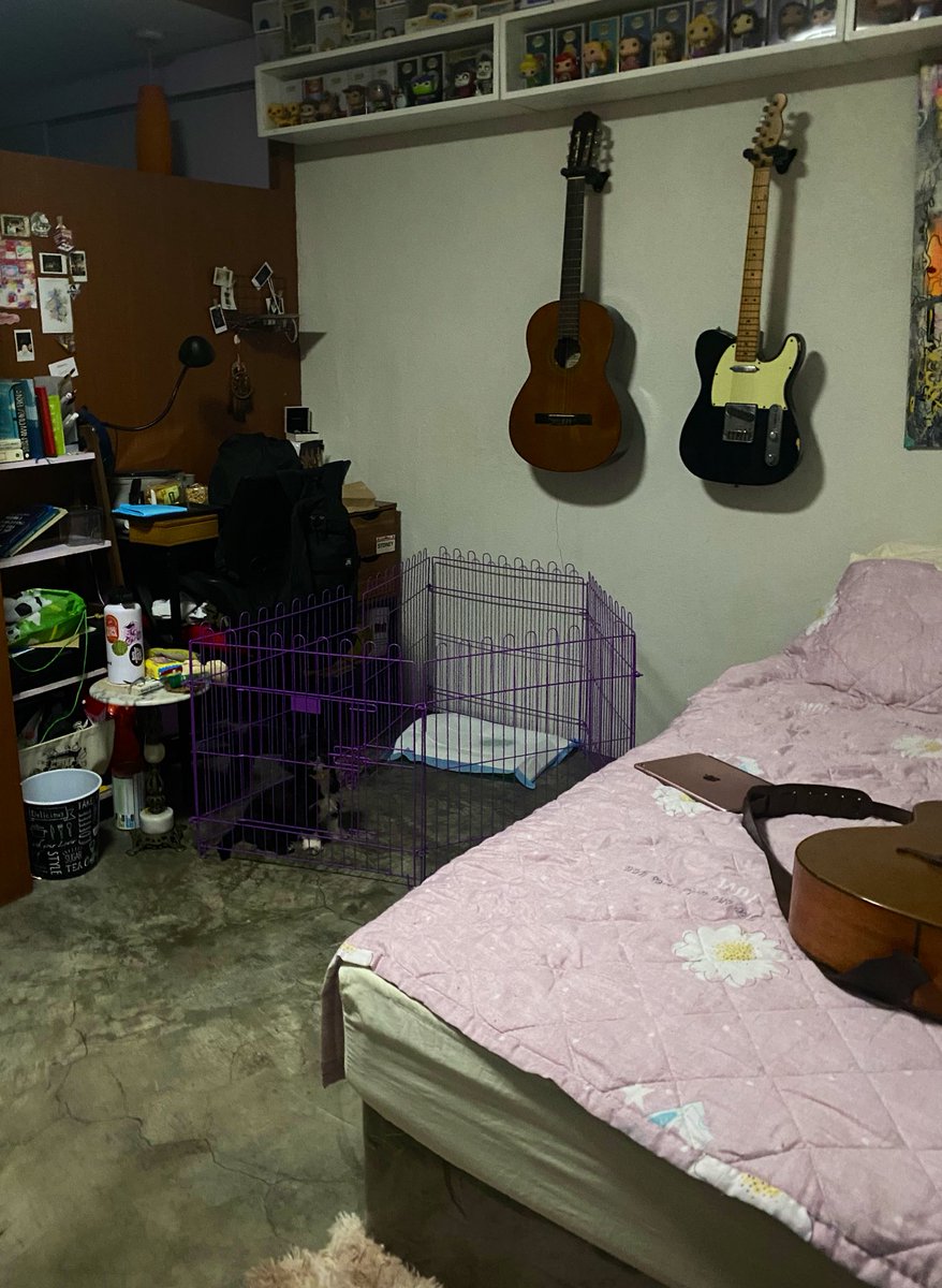 sroselada18's tweet image. My brother left their dog and I'm stepping in to dog-sit. My room's a mess now; I guess that's how it is with toddlers. Her poops are small and a bit brittle but I'm quite surprised that she pees A LOT. Also, I'm figuring out how much screen time she's allowed 🥲#momprobs