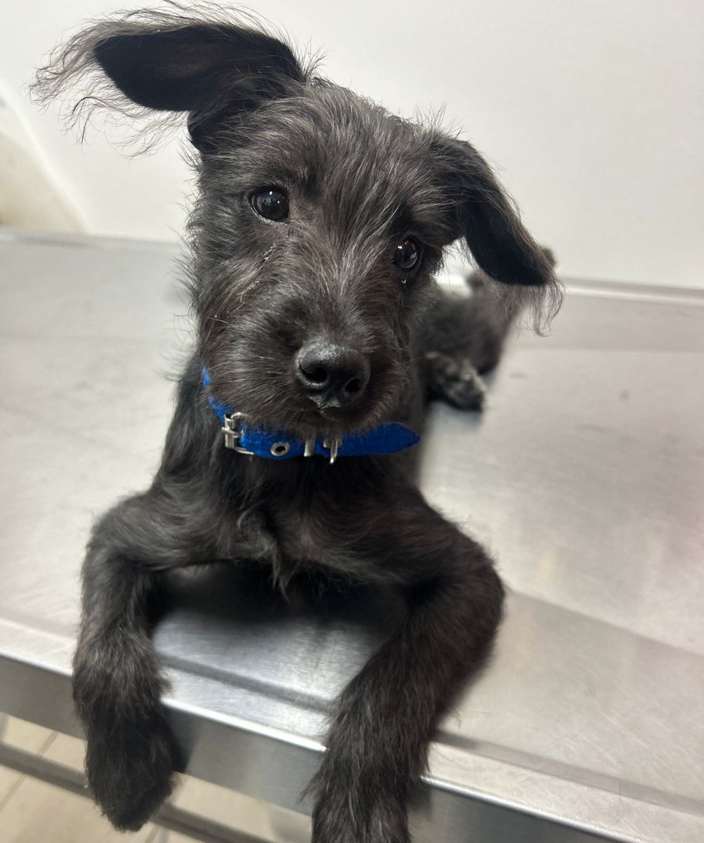 💥PIRLO💥
Un cachorrito muy tierno y con mucha energía, ama salir a la plaza a correr y jugar con otros perritos, le gusta dormir acurrucadito en el sillón. Es bastante chusma, siempre ve por el balcón y le ladra a las mariposas. Adóptalo y nunca más vas a sentirte solo ❤️ 🐶