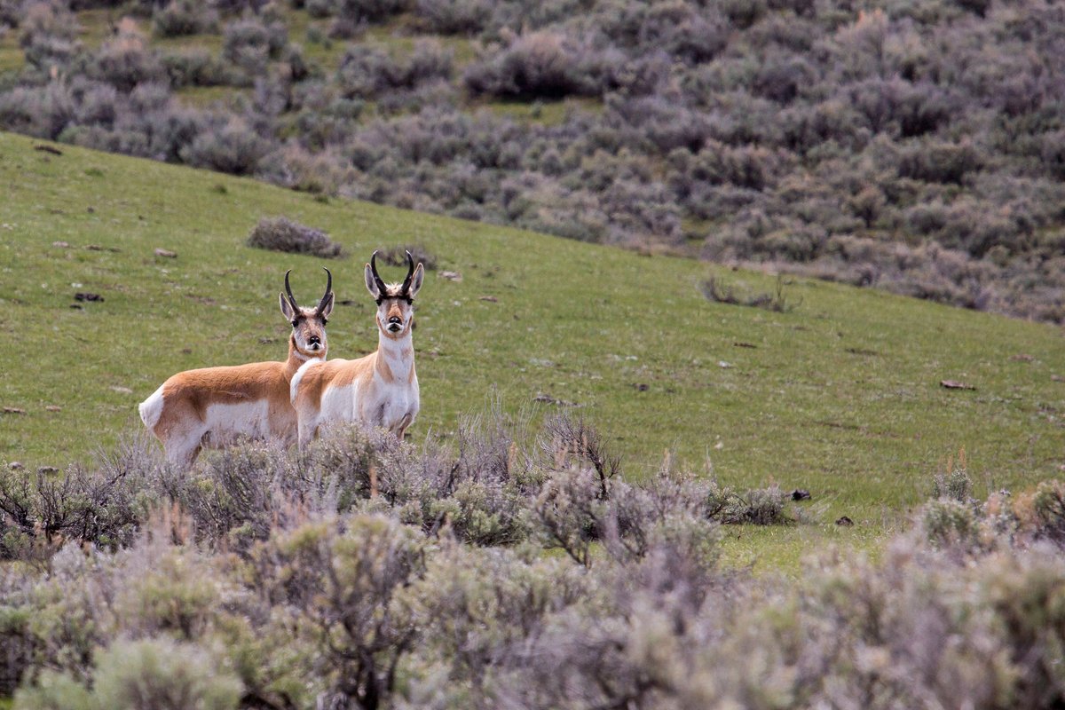 Rapid climate change, expanding invasive species, altered disturbance regimes and expanding vegetation management in the Great Basin are likely to have complex and interactive effects on a wide range of native wildlife species. Learn more: fs.usda.gov/research/rmrs/…