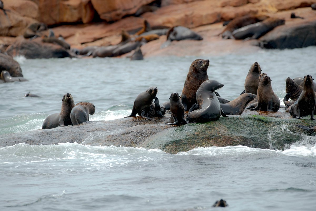🌊 ¿Sabías que menos del 1% de las áreas marinas y costeras de #Uruguay están protegidas?

Ahora el gobierno pretende aumentar significativamente esta cifra y, al mismo tiempo, autorizar la exploración petrolera en alta mar.

🧵1/7

<a href="/NG_PristineSeas/">National Geographic Pristine Seas</a> <a href="/alexmunozw/">Alex Muñoz Wilson</a> <a href="/UnSoloMar/">Projeto Un Solo Mar | Proyecto Un Solo Mar</a>