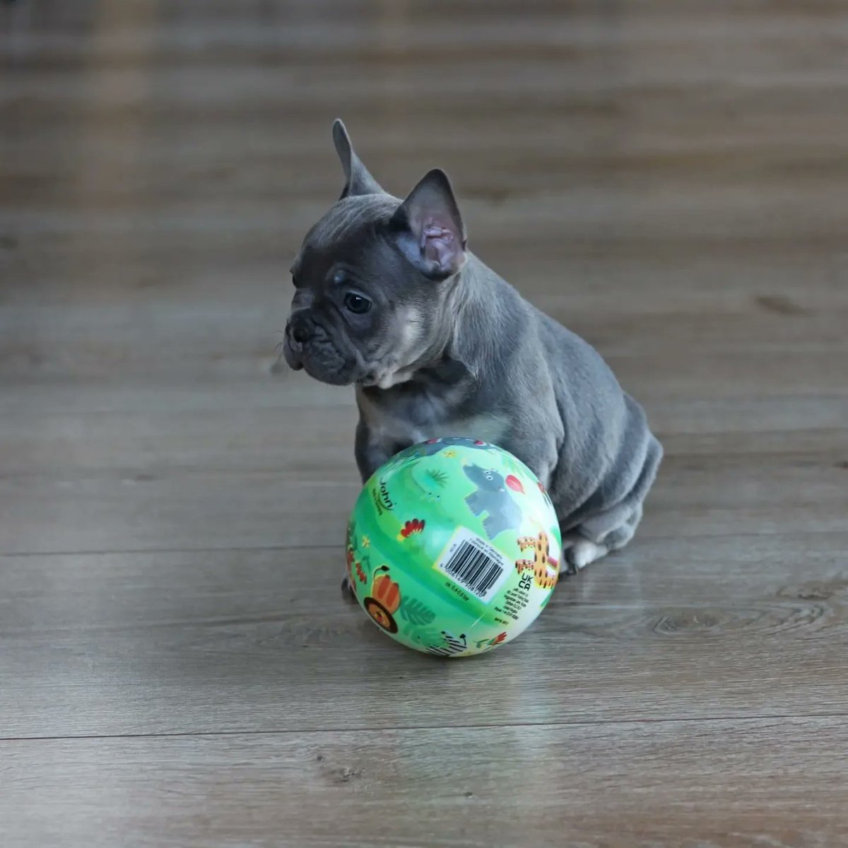 The3xecut0r's tweet photo. Am 15.04. zieht unser Balou bei uns ein. Wir freuen uns schon auf dich. 

Die ersten 3 Fotos sind von dem Züchter, der sehr zu empfehlen ist. 

https://t.co/AJtugm2cQ3

#dogsofinstagram #puppy #instadog #dogstagram #dogs #frenchie #bulldog #frenchiesofinstagram #dog #frenchies https://t.co/KgVI5qznf5