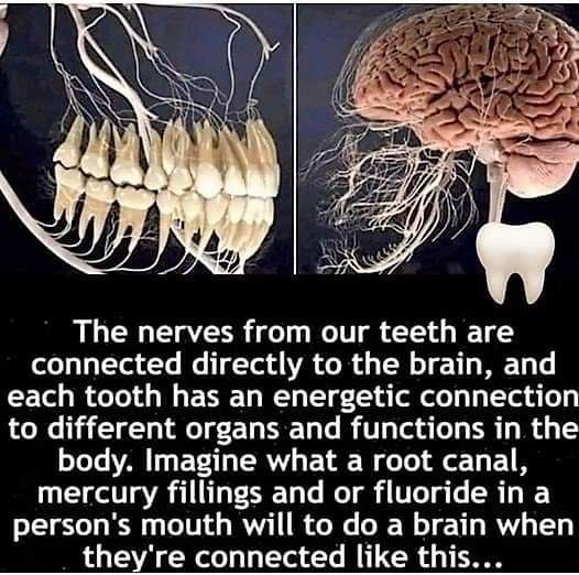 ترتبط الأعصاب من أسناننا بالدماغ مباشرة ولكل سن اتصال نشط بأعضاء ووظائف مختلفة في الجسم. تخيل ما ستفعله قناة الجذر وحشوات الزئبق أو الفلورايد في فم الشخص عندما يكونون متصلين بهذا الشكل.