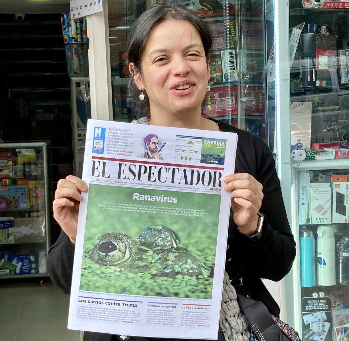 Ranavirus, Rana Toro and @vickyflechas &l (2023) made today's cover of a leading Colombian newspaper @elespectador 🤩

The American Bullfrog 🐸 is an invasive species in Colombia carrying #Ranavirus and #chytrid fungal pathogens ☠️

Scientific paper here: int-res.com/abstracts/dao/…