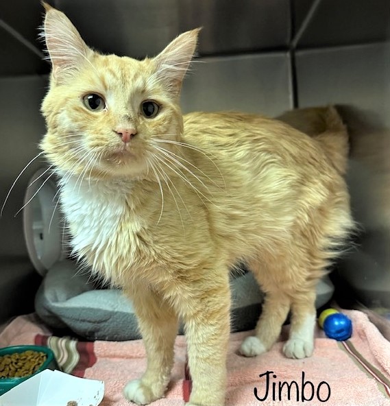 sachikoko's tweet photo. 🧡SWEET, UNDERWEIGHT 3YO ORANGE #TABBY &amp; WHITE KITTY "JIMBO"🧡
🛎NEEDS #ADOPTION OR #RESCUE🏎
▶ID 643421 Cage 673 https://t.co/Czbnn5LYIj
🙏🏾#ADOPT #PLEDGE #SAVEALIFE #AdoptDontShop
#MARIETTA #GA @cobbkitties #CAT #AdoptMe
#AdoptAShelterCat #CatsofTwitter #RescueMe https://t.co/wOMsmTAsCq