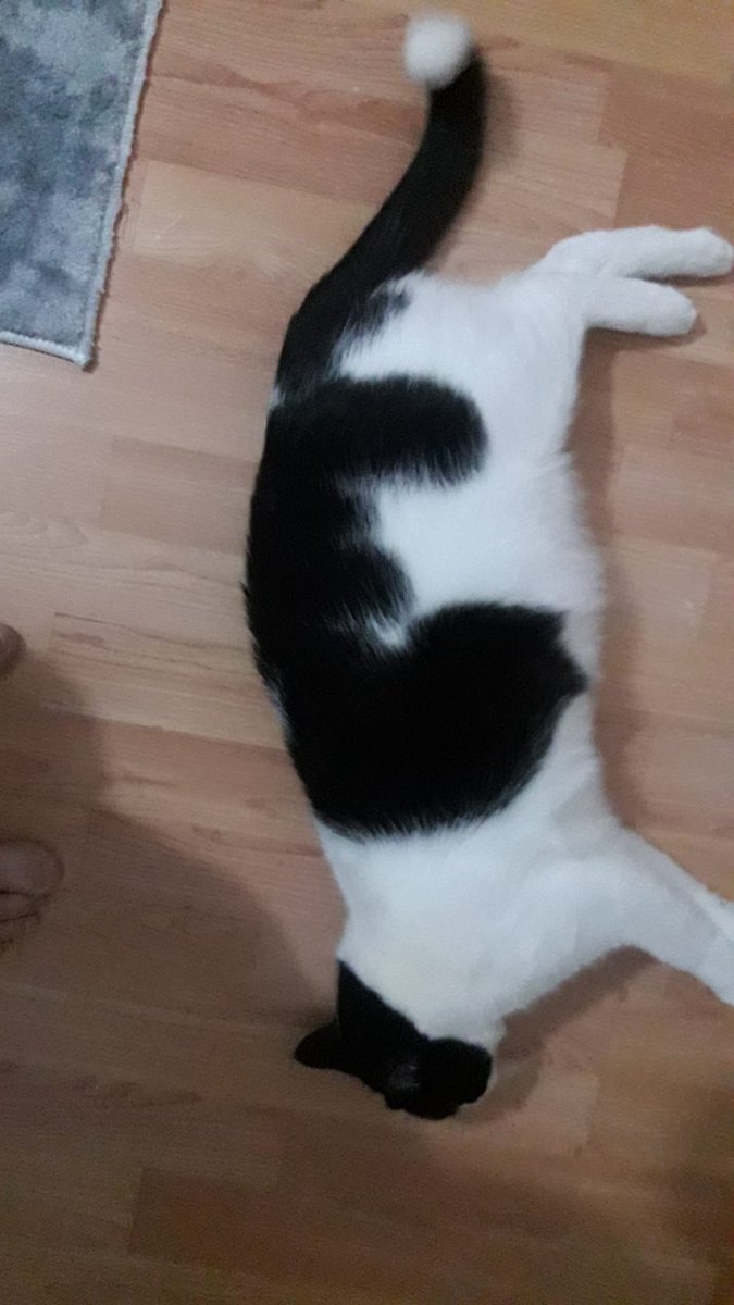 Annemin kedisi Topak,sanki üzerinde ayrı bir kedi daha var 🙏😇🖤