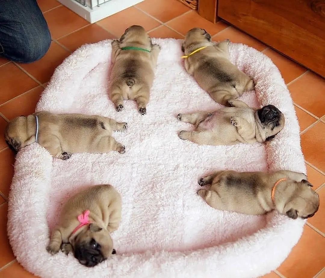 Dinky Pug tweet media