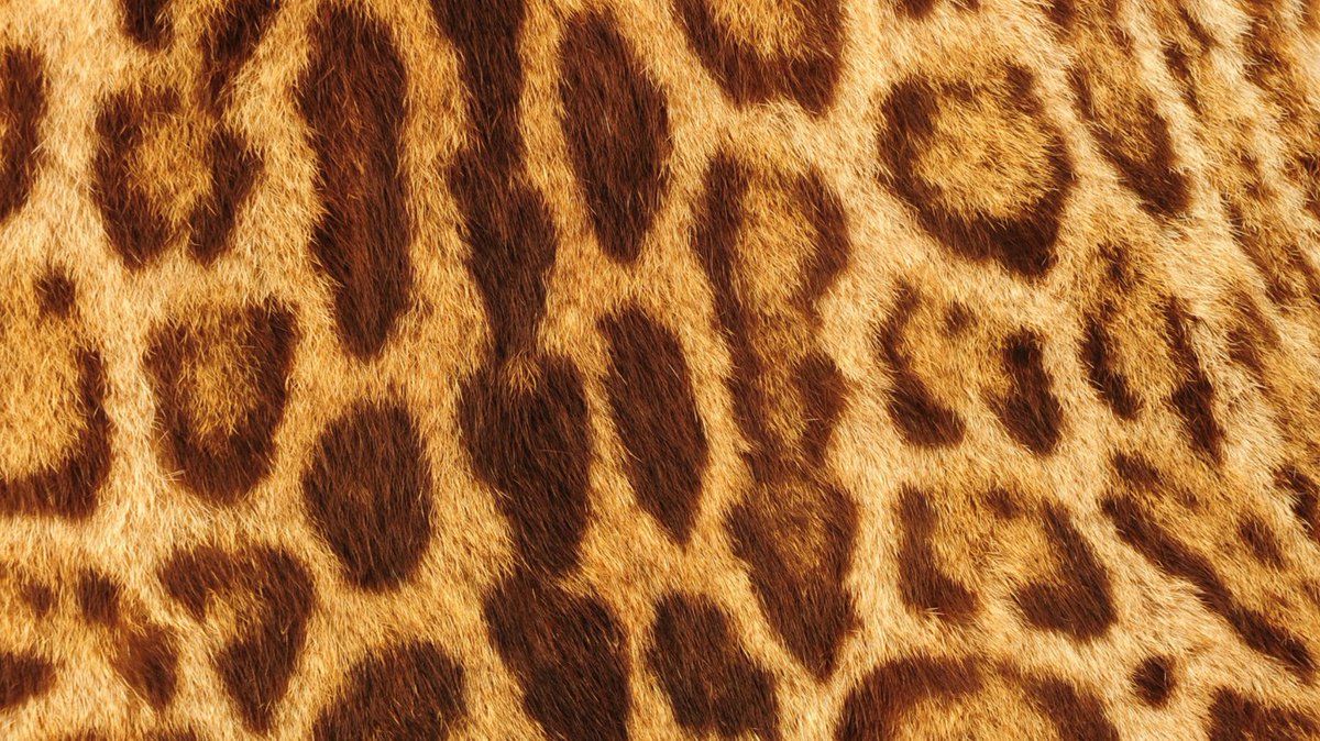 NaturalAnimals's tweet photo. C'est l'heure de jouer au qui est-ce !

Selon vous à qui appartient cette peau ? Un jaguar, guépard, ...

Réponse demain soir à 18h ( active la notification )

#naturalanimals #nature #animaux #quiestce #peau #planete #planète https://t.co/2pFOK1LBxE