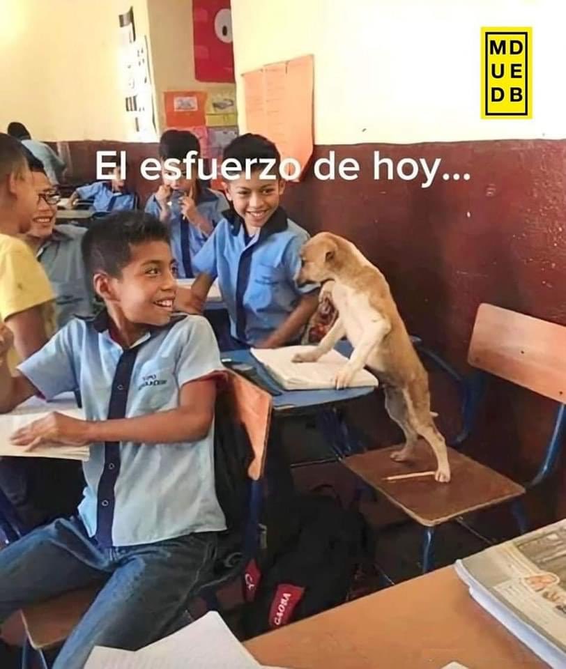Dilo con perritos tweet media